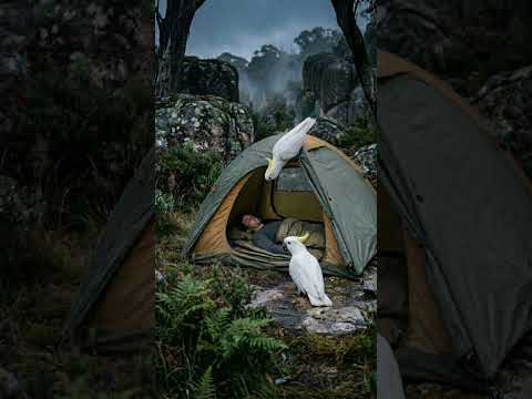When Cockatoos Become Your Morning Alarm ⛺🦜